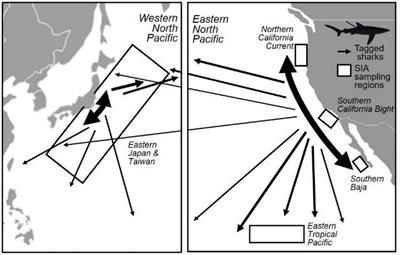 Isotopic Tracers Suggest Limited Trans-Oceanic Movements and Regional Residency in North Pacific Blue Sharks (Prionace glauca)